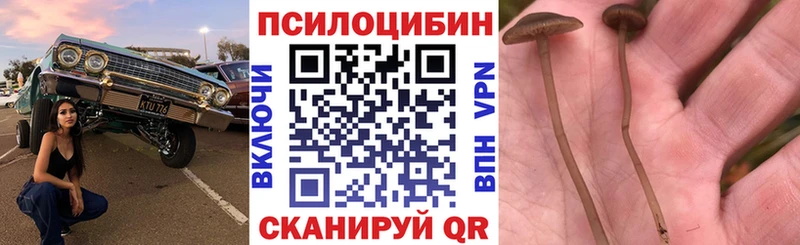 купить Ядрин Псилоцибиновые грибы Cubensis